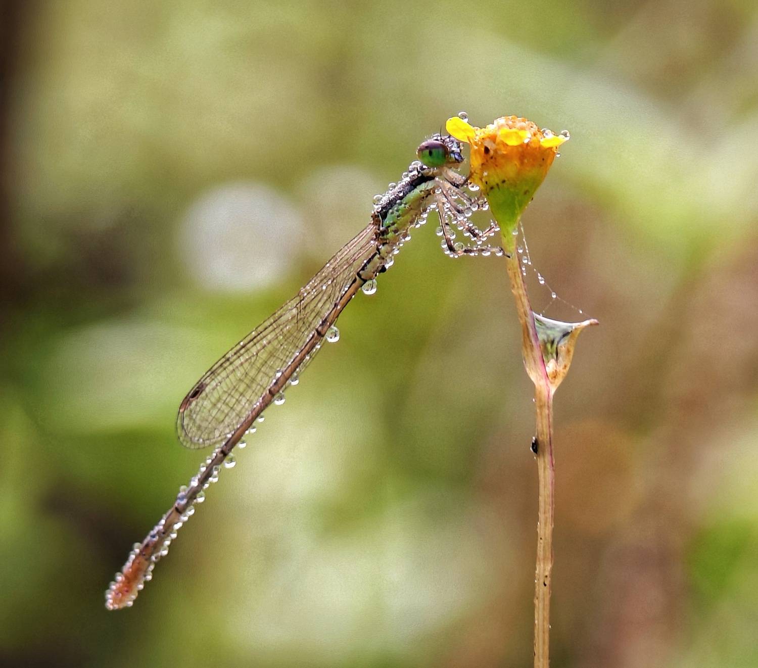 Macro Photography Macro Photography