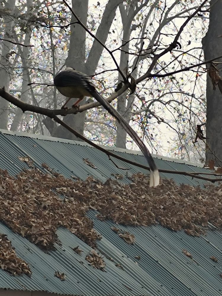 Photograph by Rehana