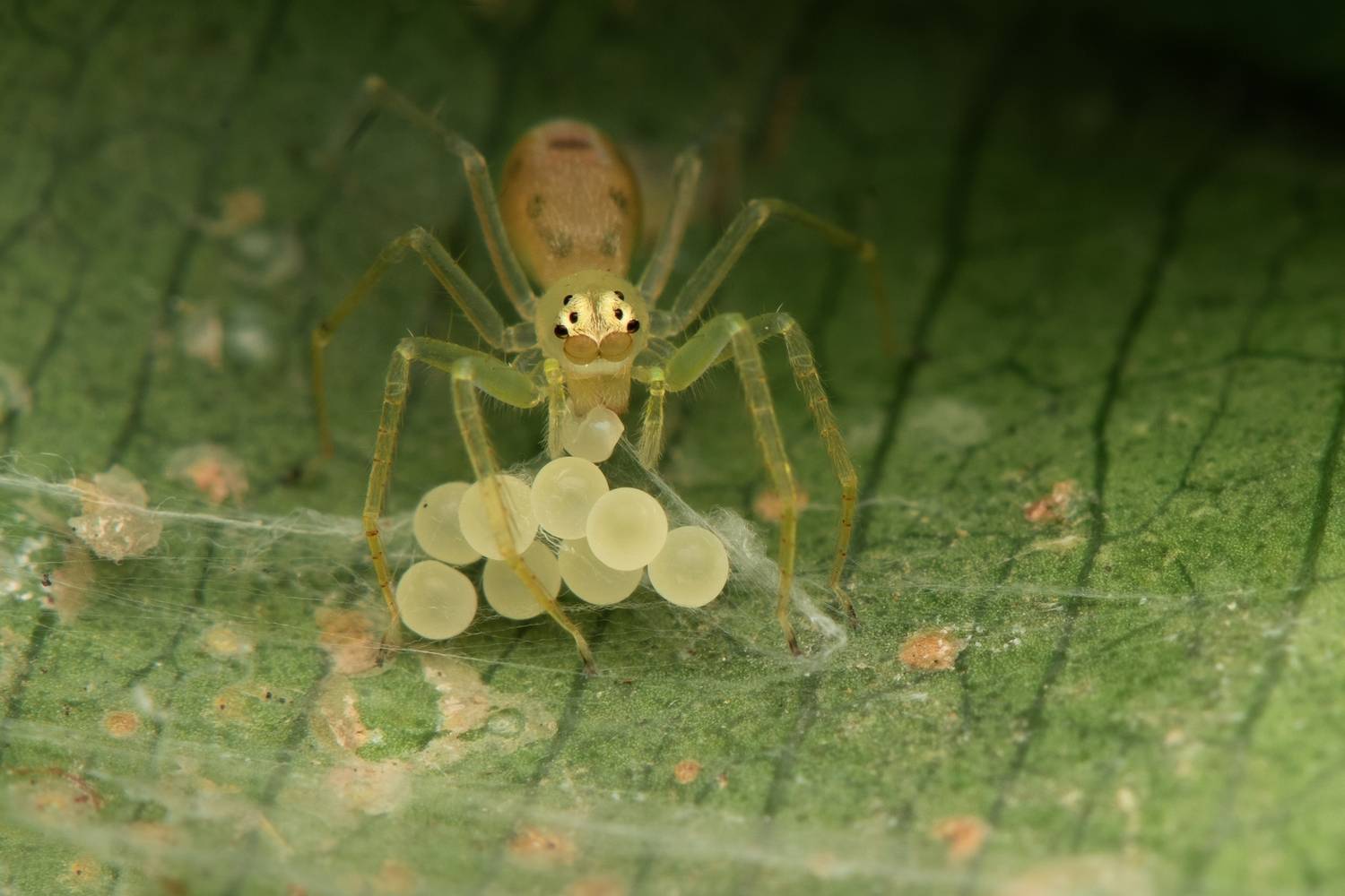 Asemonea tenuipes — Between Care and Hunger