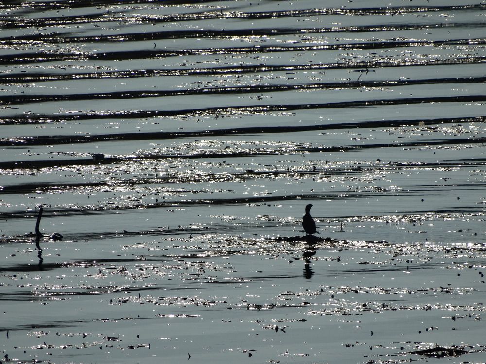 Фотография автора Ivan Ćetković