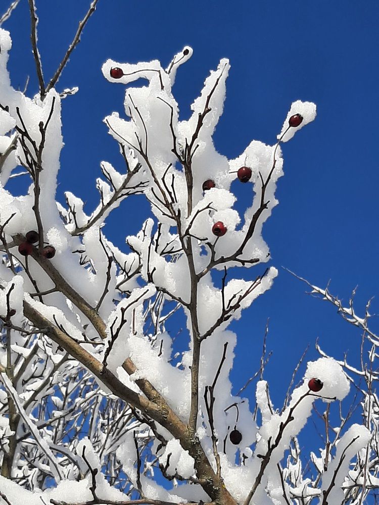 Фотография автора Наталья Гаврилова
