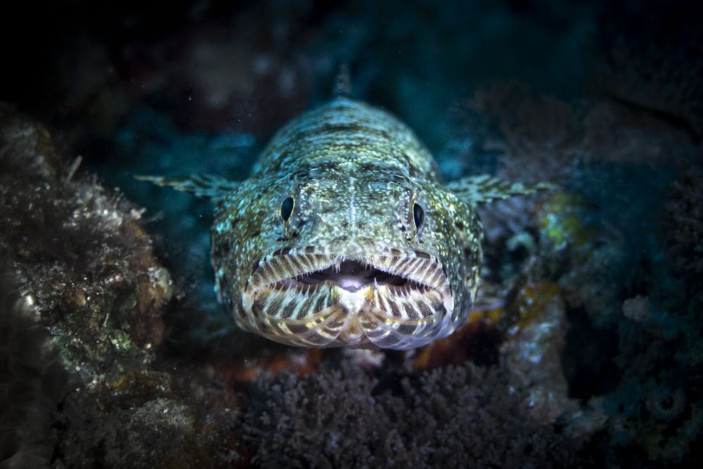 Lizardfish