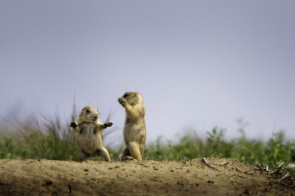 Photograph by Dave Miller