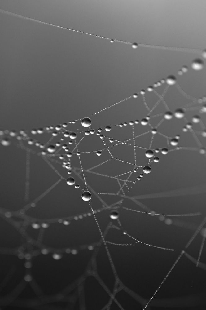 Галактика из капель на паутине
