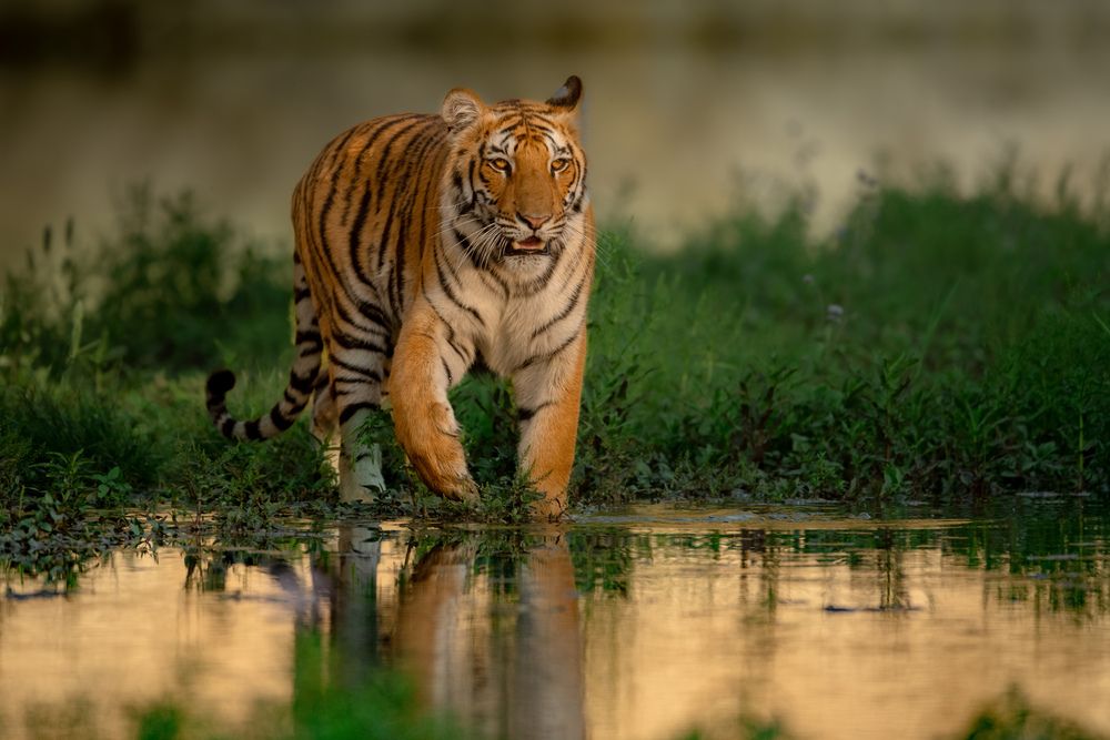 Photograph by Anagh Chakraborti