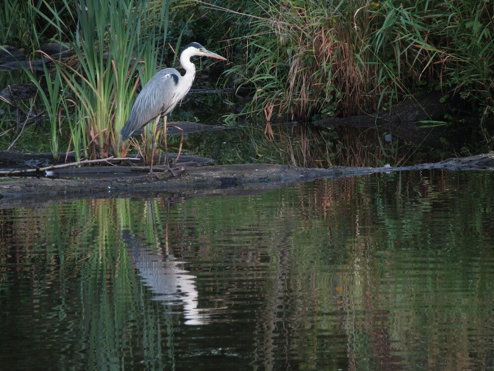 Ужину быть!