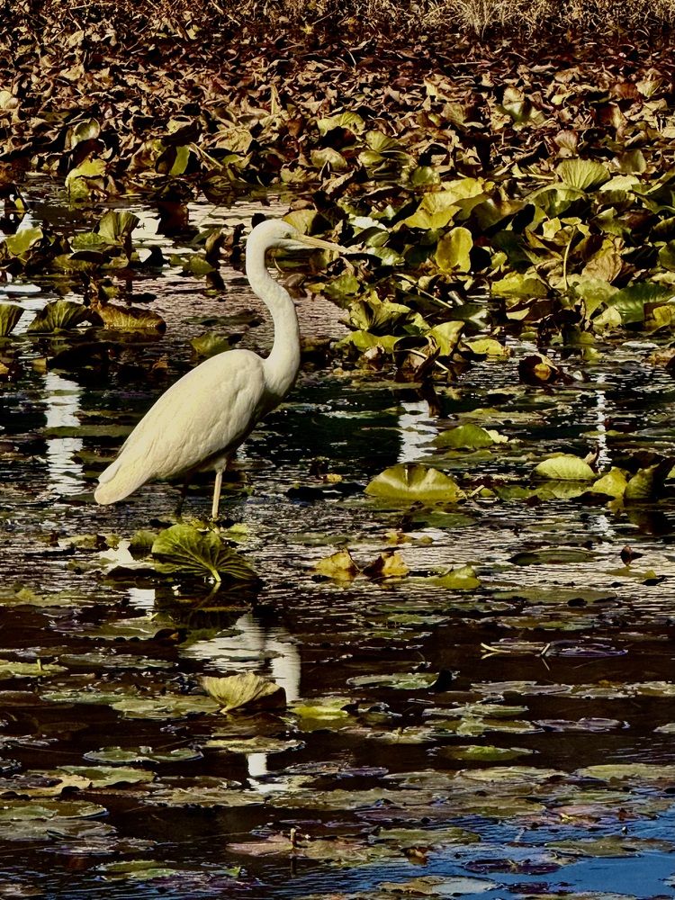 Photograph by Алла Киселева