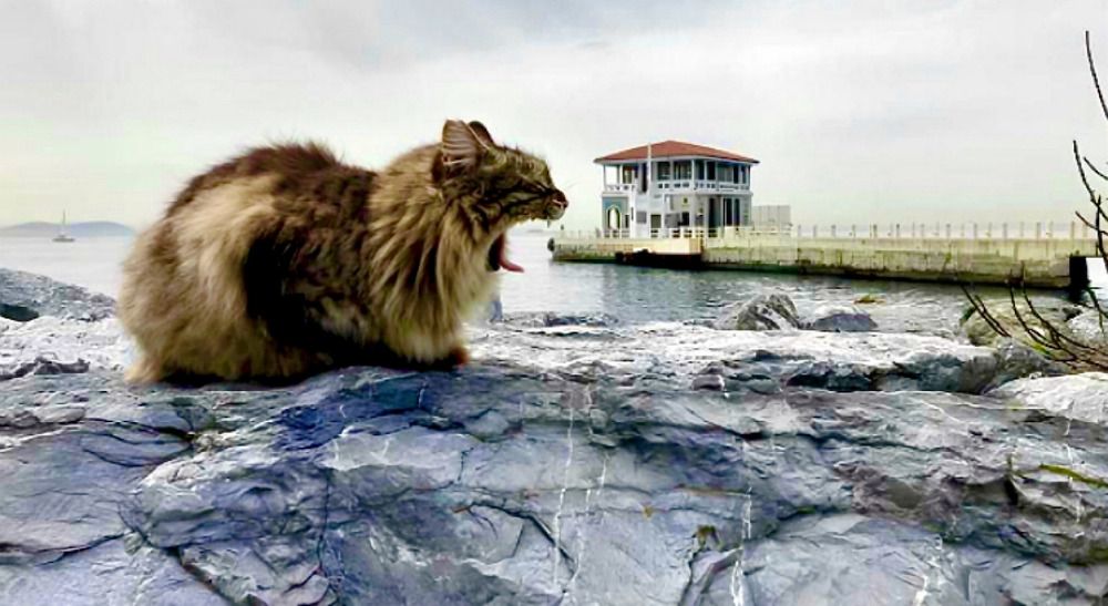 Lazy Day Mobil Photo