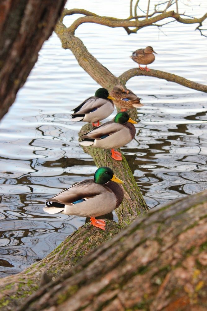 Photograph by Татьяна Сычёва