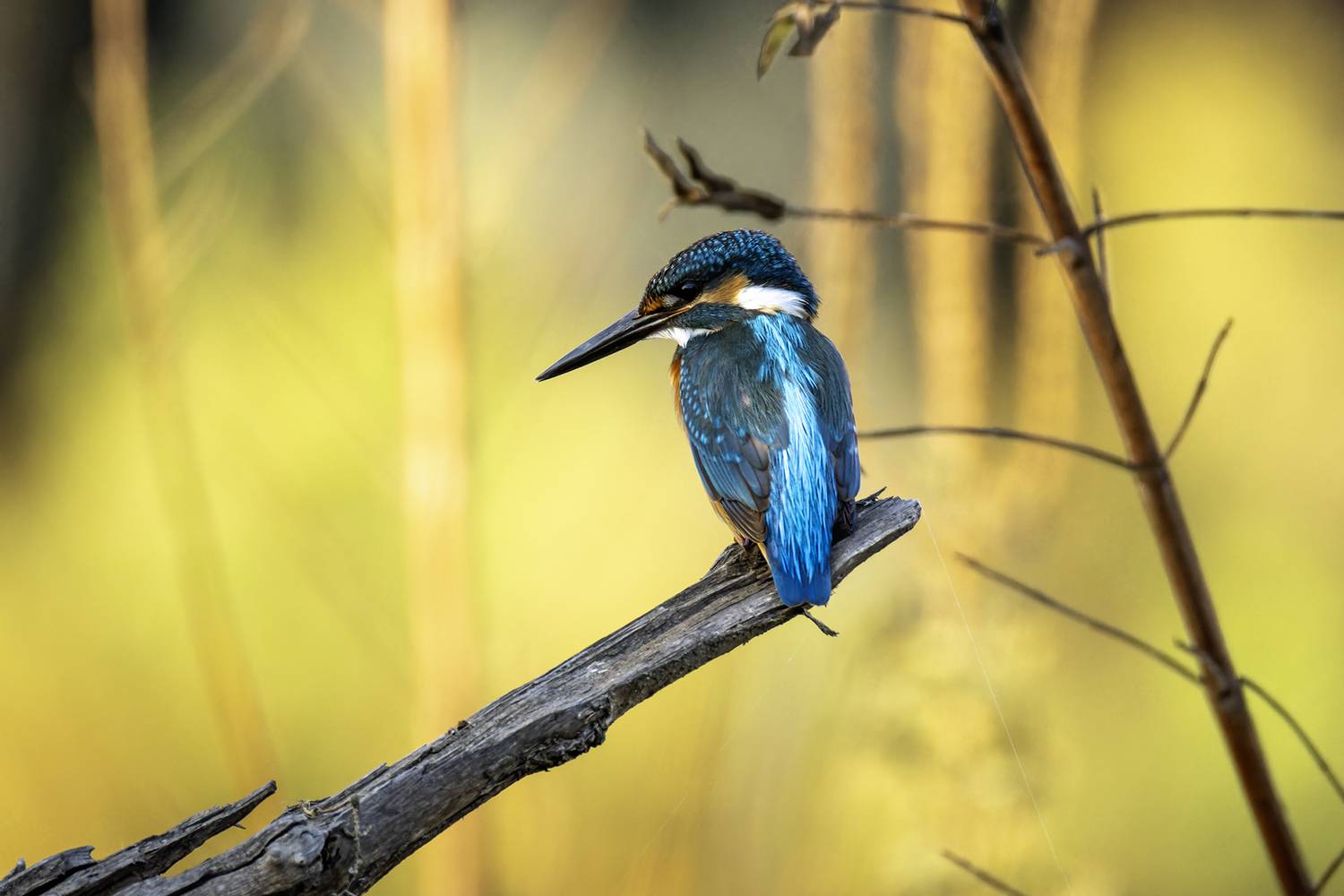 Фотография #12943806