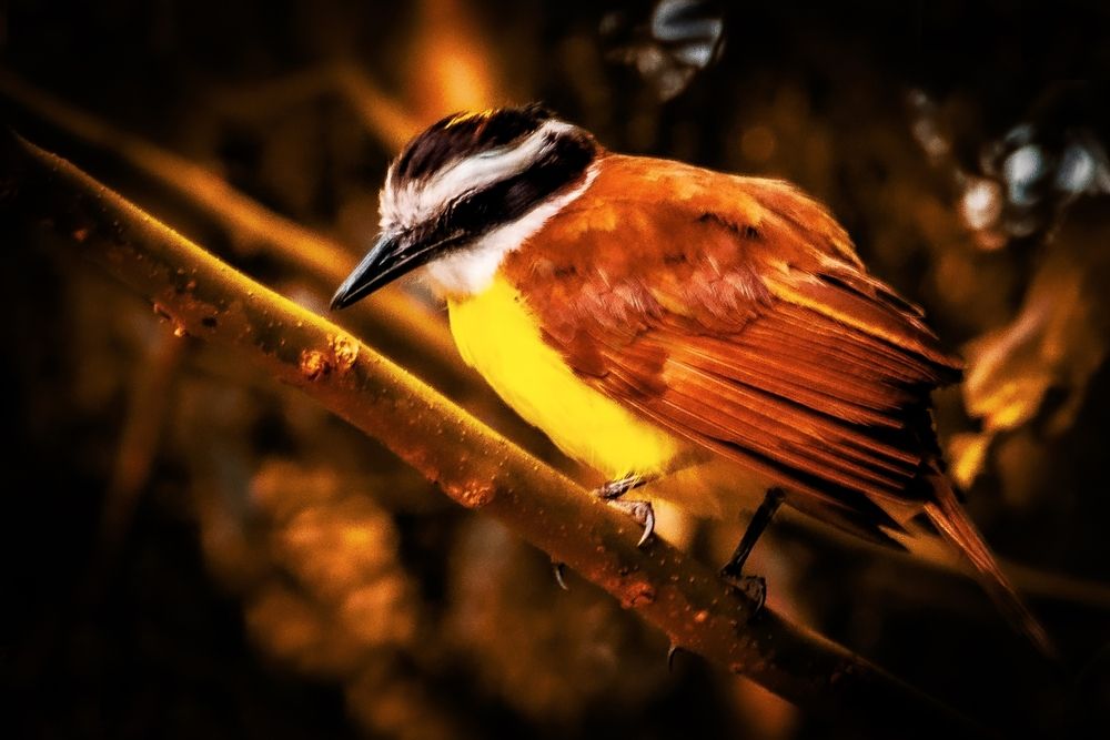 Photograph by Carmem D` Luca