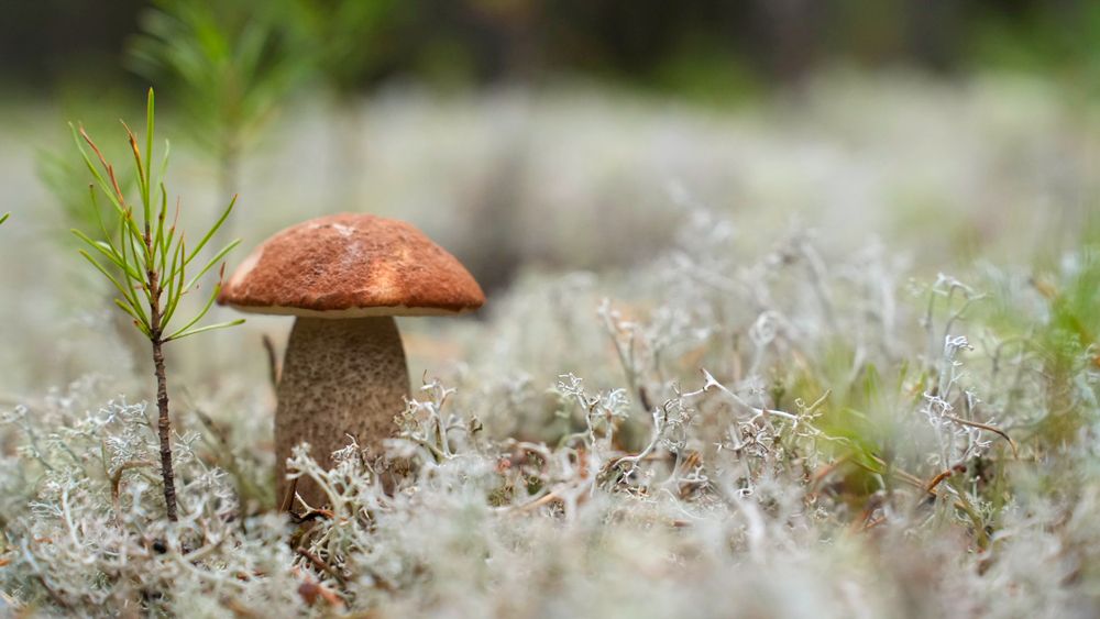 Photograph by Светлана Молоткова