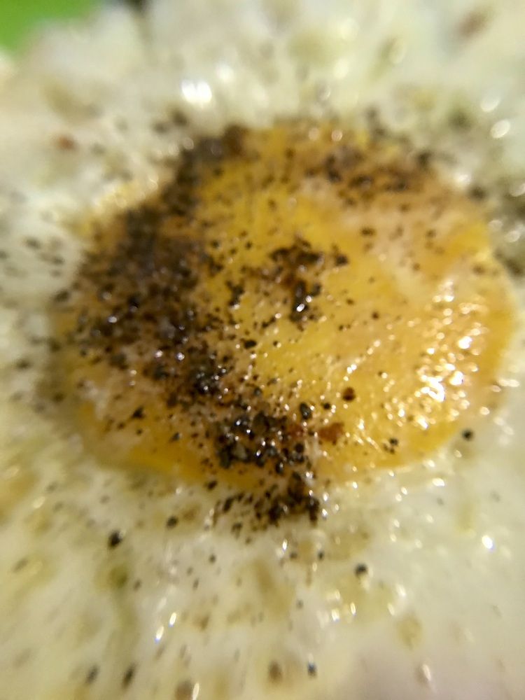 Фотография автора Washiful Majid