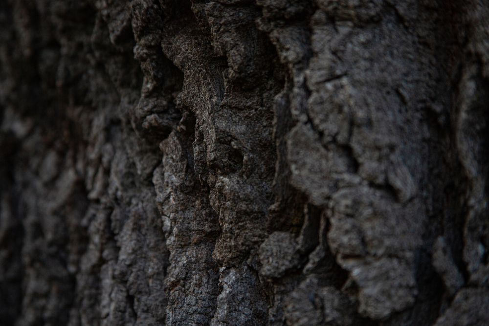 Фотография автора Анна Волкова