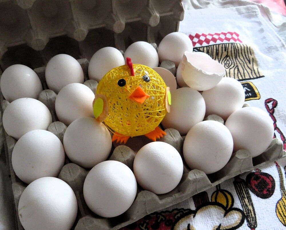 С ципленком