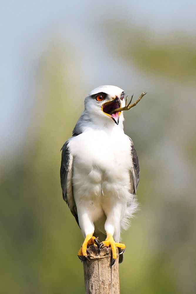 The Last Leg of the Hunt