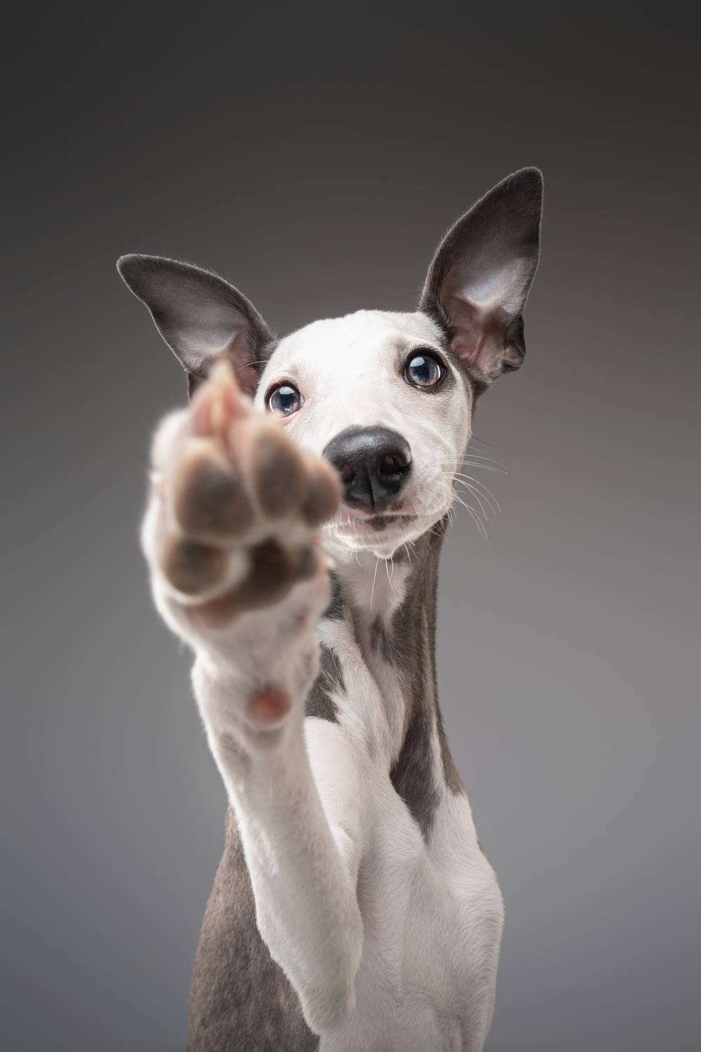 Фотография #12944538