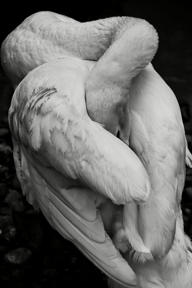 Фотография автора Елена Кириллова