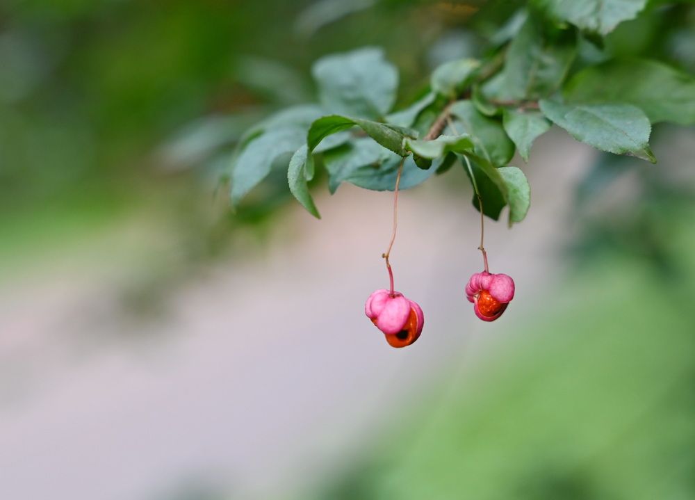 Оголенная нежность