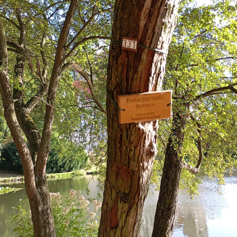 Tree with a number plate