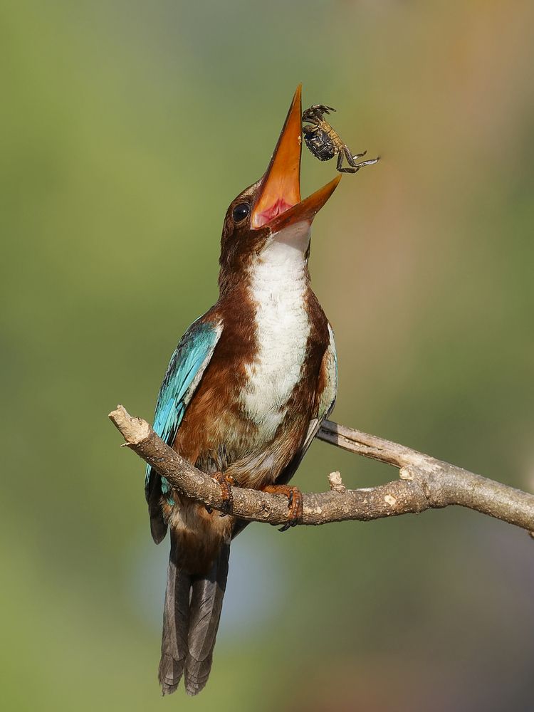 Photograph by Pham Anh Vu