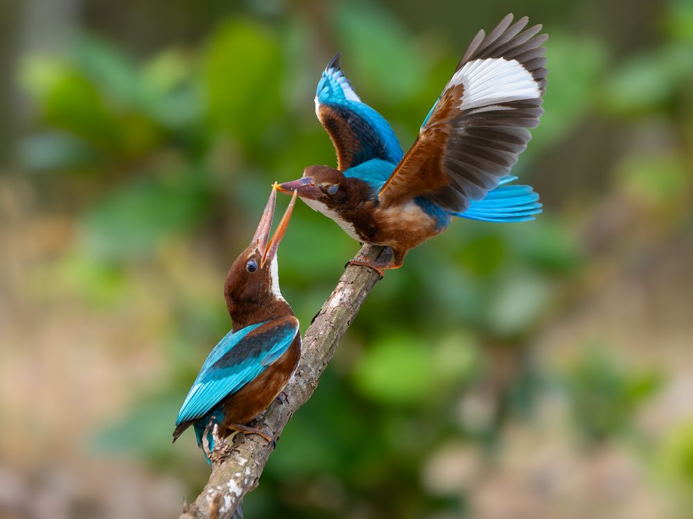 Photograph by Pham Anh Vu
