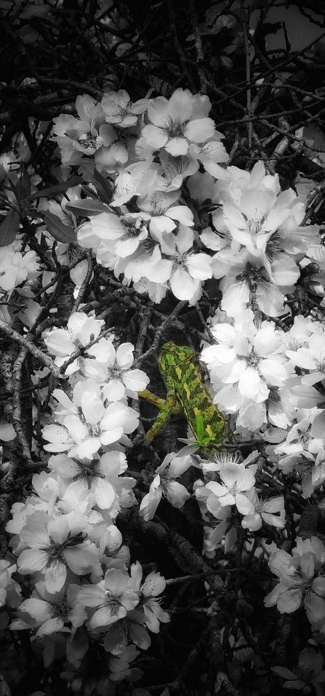 Photograph by Abdallah Khader