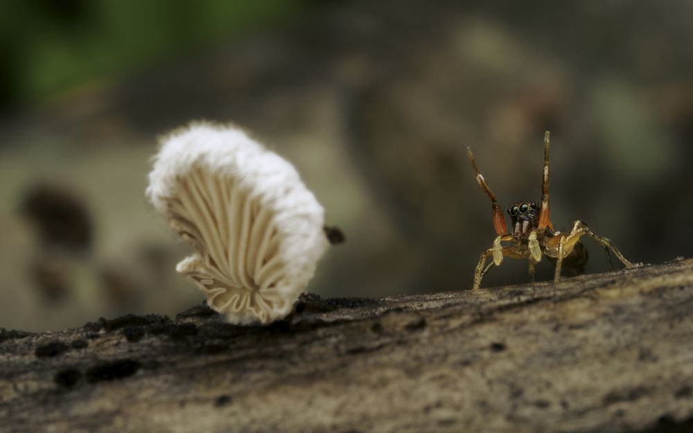 Hey! I\'m bigger than you!