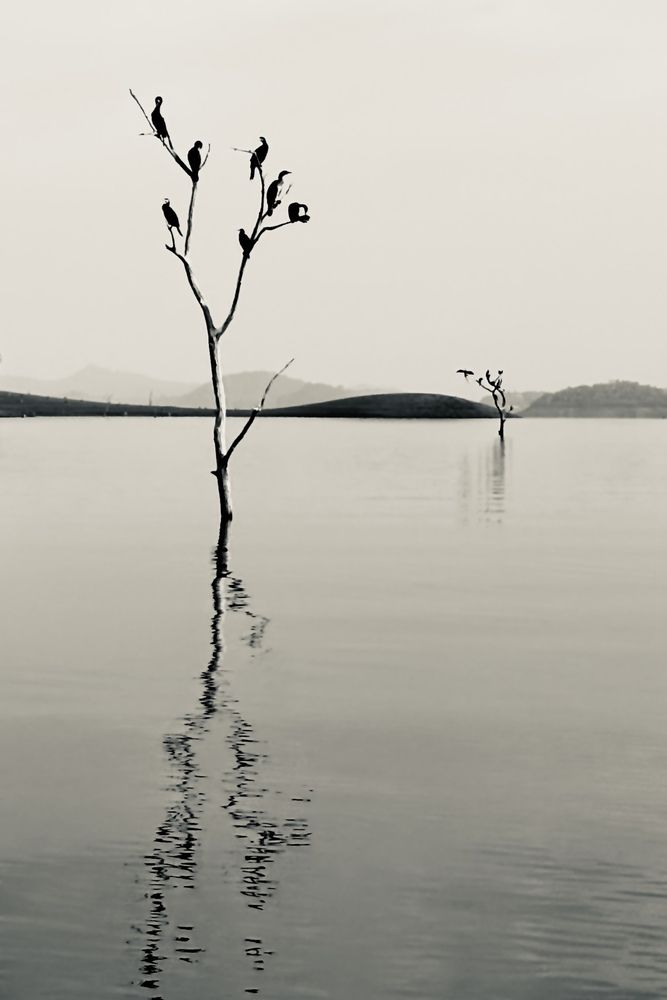 Photo #12945480