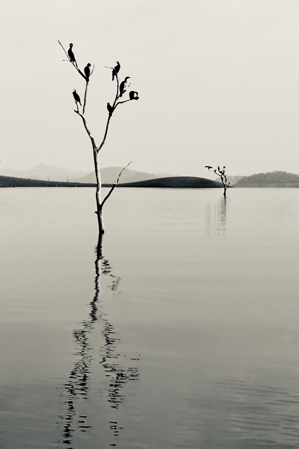 Photo #12945480