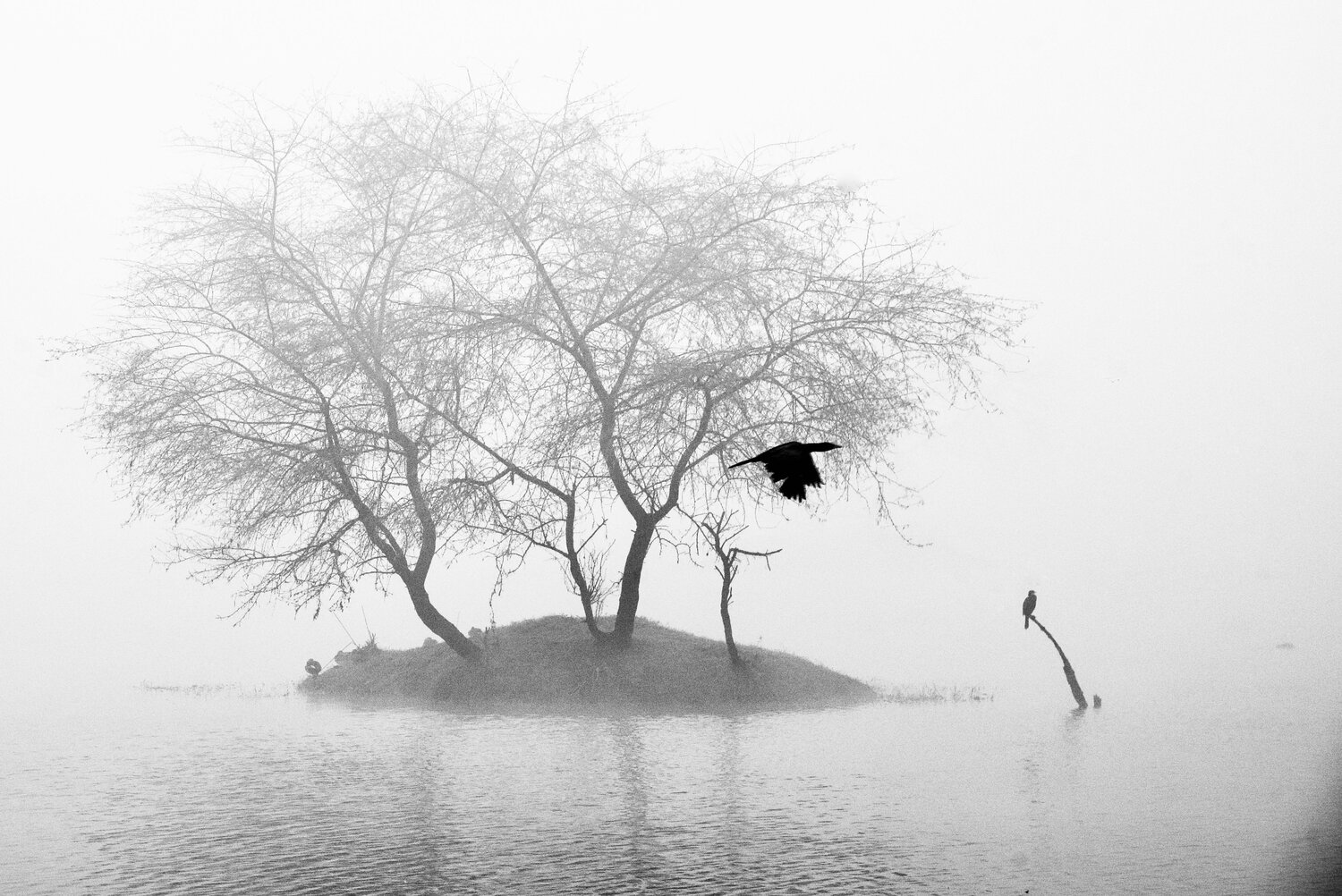 Photo #12945482