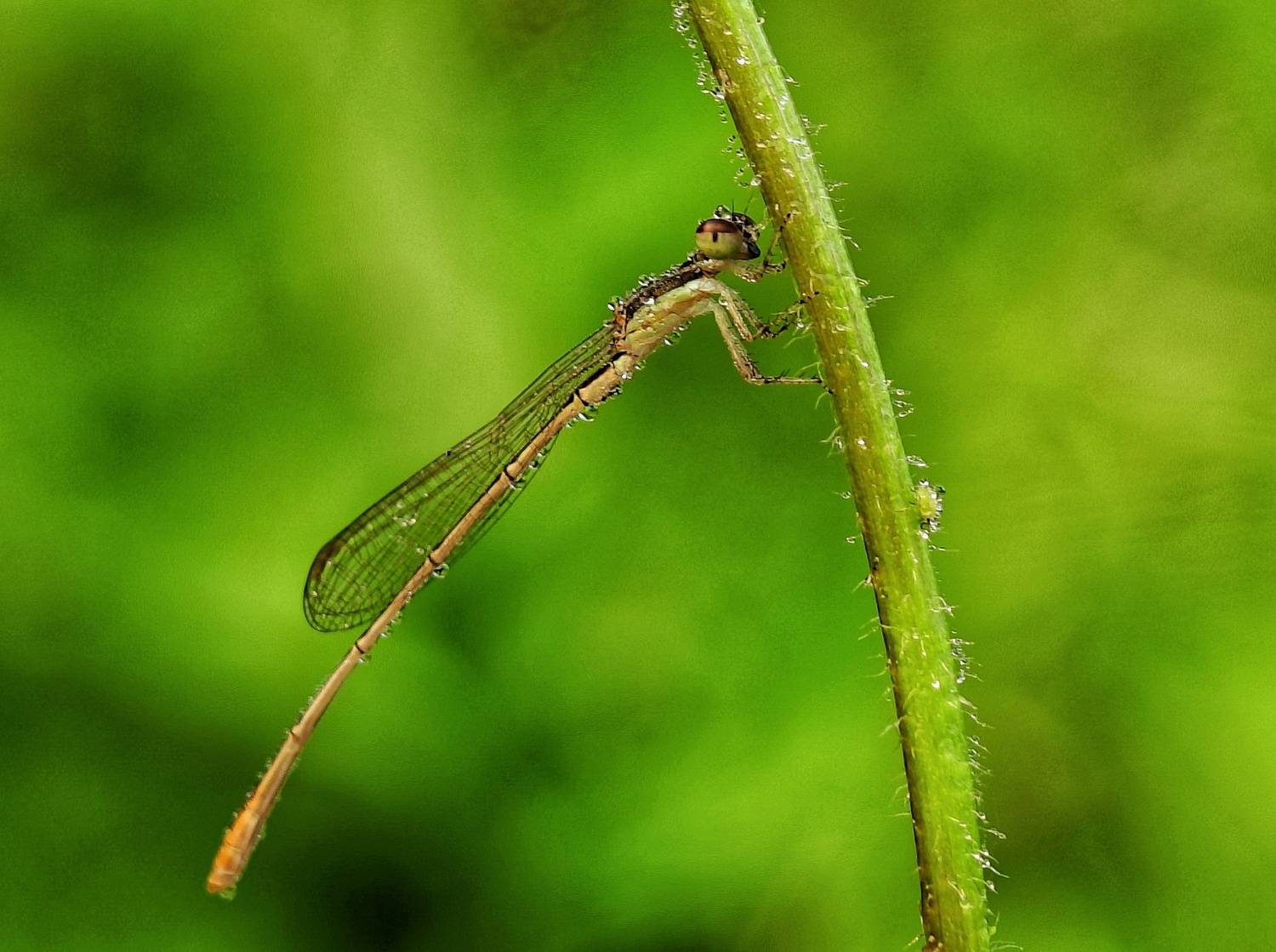 Macro Photography Macro Photography