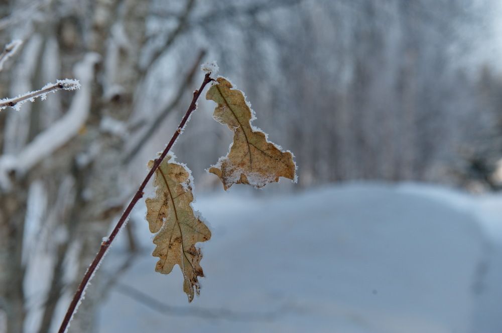 Они решили остаться.