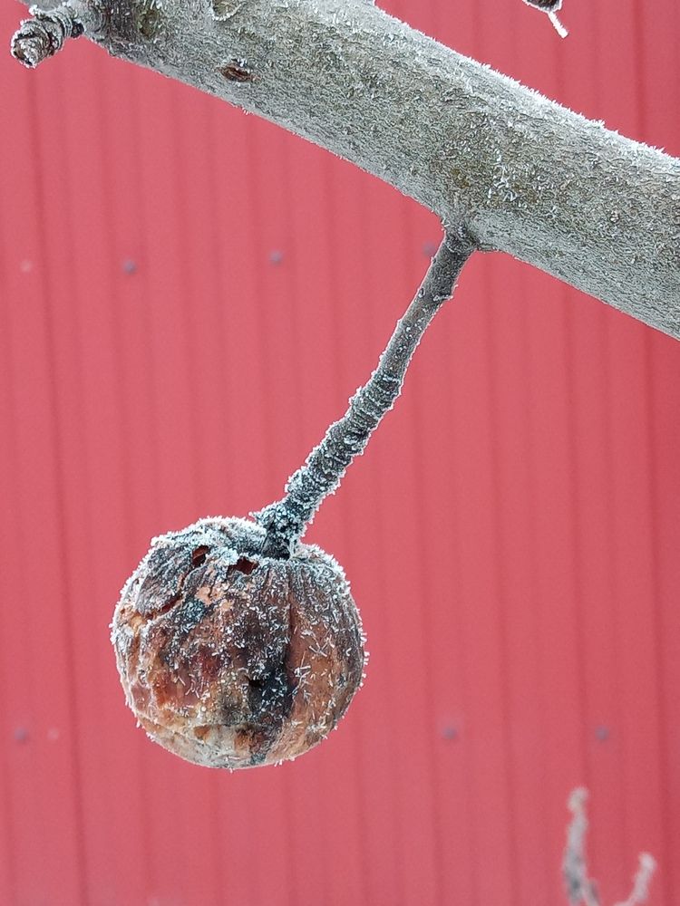 Photo #12945807