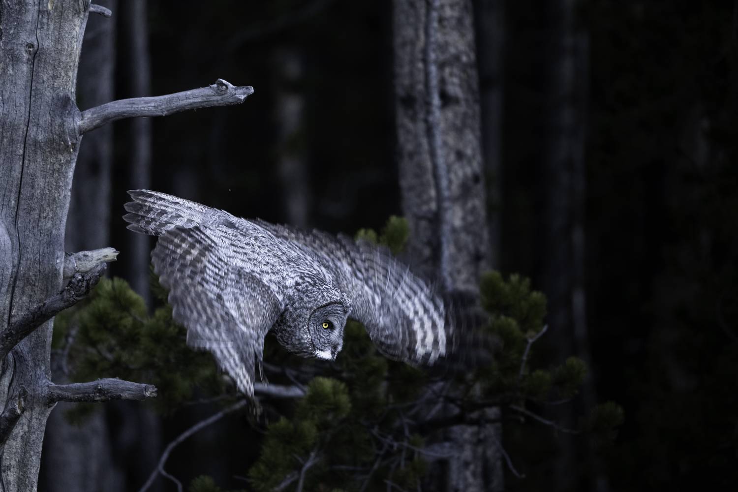 Фотография #12946014