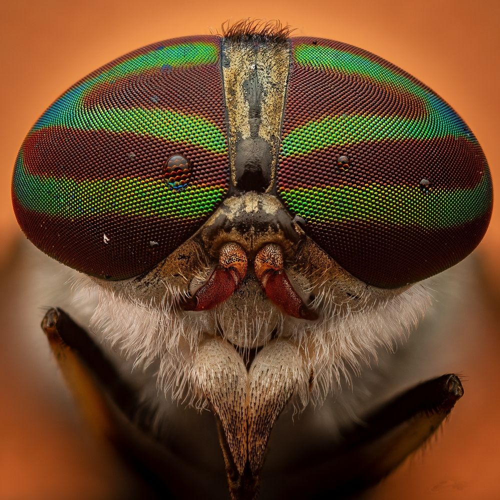 Photograph by Derek Moorse
