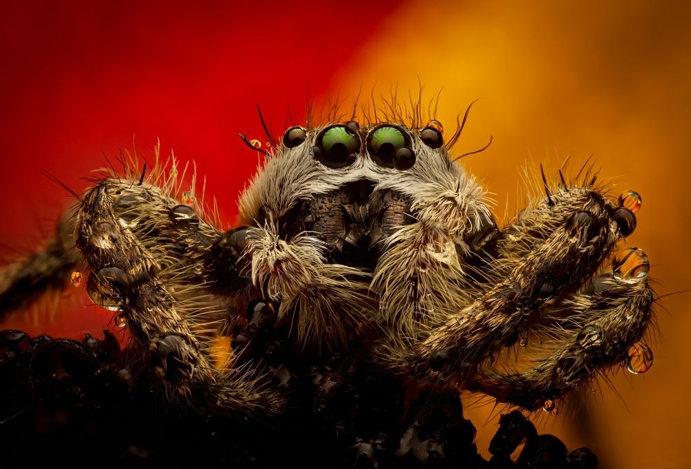 Photograph by Derek Moorse
