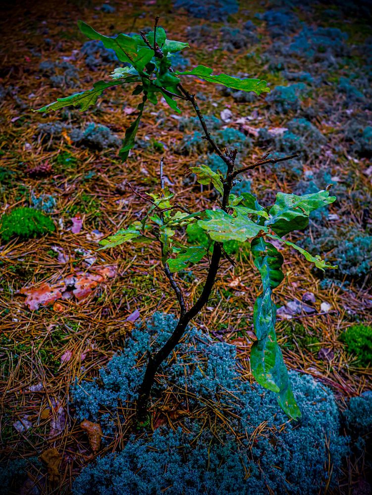 Photograph by Валерий Мыльников