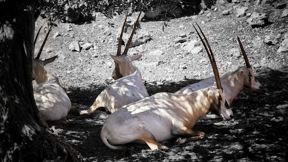 Photograph by Abdallah Khader