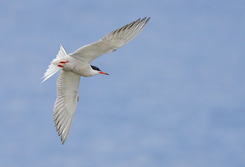 Tern
