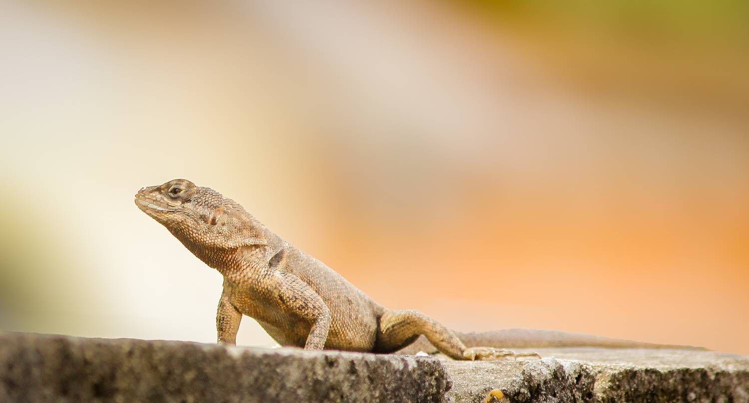 Largatixo no muro