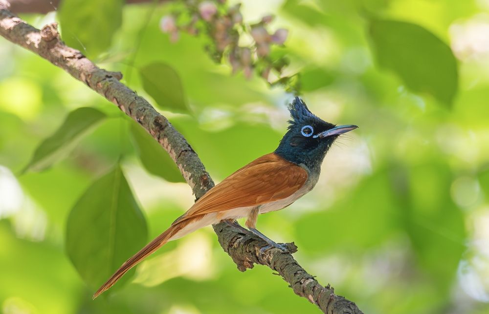 Photograph by Pritam Mandal