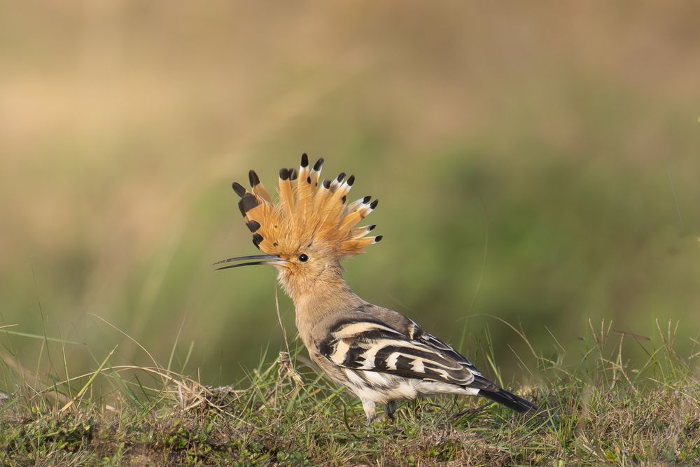 Photograph by Pritam Mandal