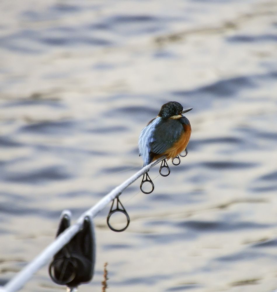 Фотография автора Александр