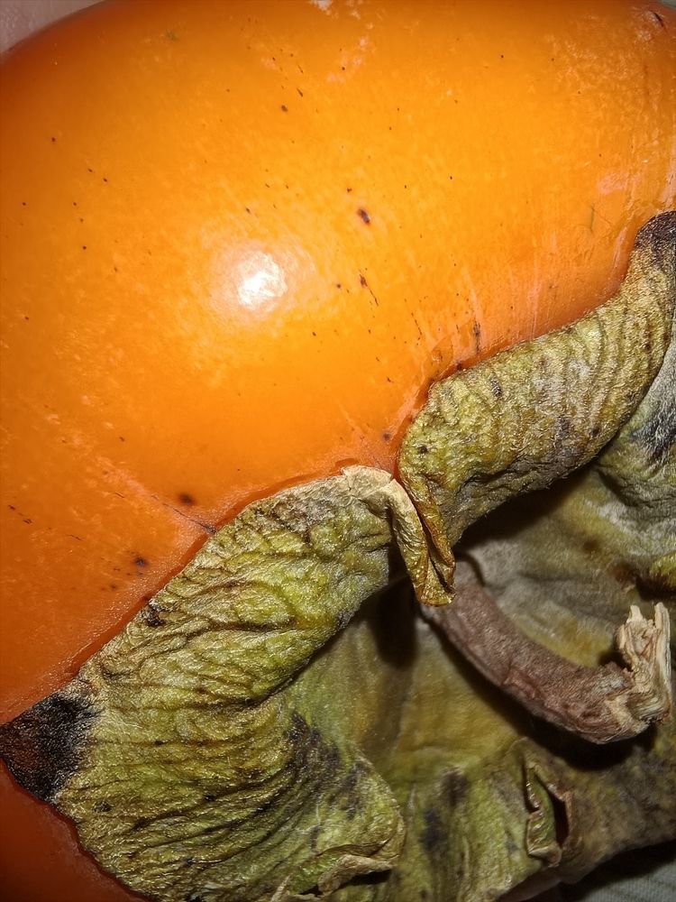 Photograph by Елена Оборник