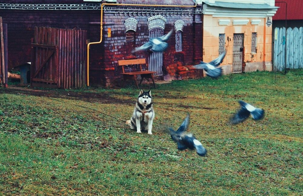 Голубиный полёт.