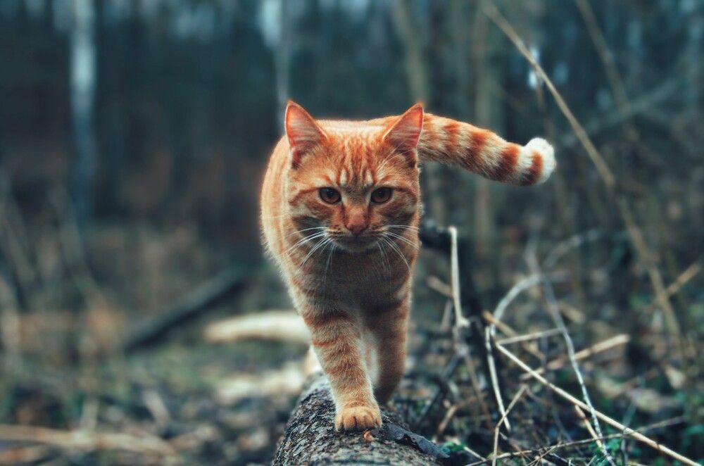 Photograph by Иван Чирков
