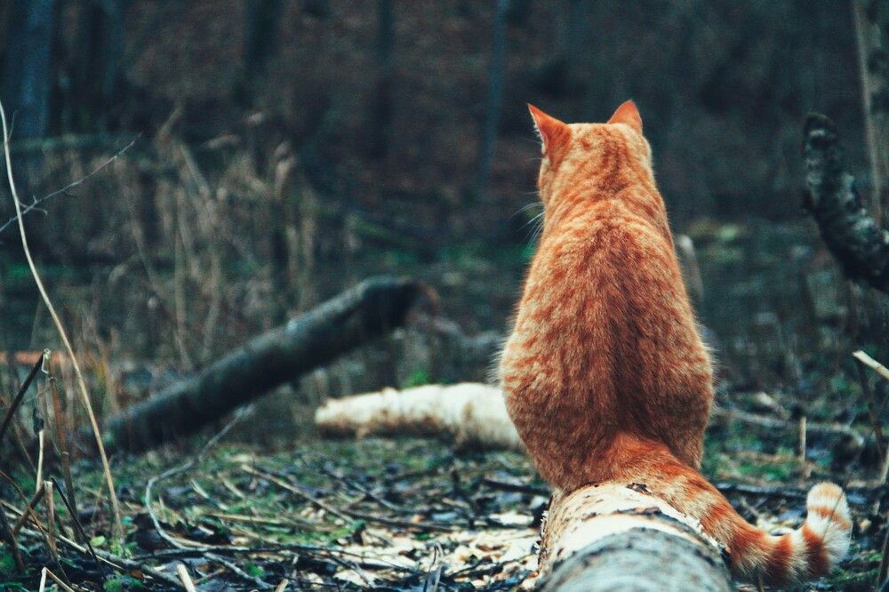 Photograph by Иван Чирков