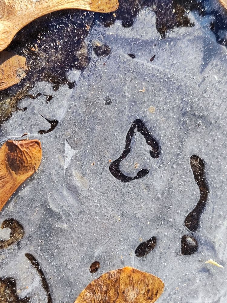 Фотография автора Алёна Подгорная