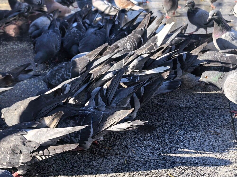 Photograph by Людмила Орловская